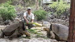 074935500_1505624133-20170917-Kura-kura-Raksasa-di-Taman-Nasional-Galapagos-AFP-4