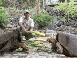 FOTO : Kura-Kura Raksasa di Ekuador