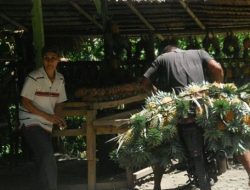 Para Petani Nenas di Kelurahan Mongkonai Apresiasi Pemkot Kotamobagu