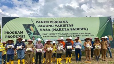 Kelompok Tani Binaan PT MSM Panen Perdana Benih Jagung Nasa 29