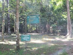 FOTO NEWS : HUTAN KENANGAN JOKOWI-IRIANA BUTUH SENTUHAN JOUNE-KEVIN