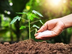 Colorado AS Legalkan Jasad Manusia Dijadikan Pupuk