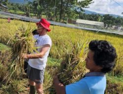 Panen Padi di Sawah Deposela, Bupati Joune Ganda Ajak Masyarakat Terus Aktifkan Sektor Pertanian