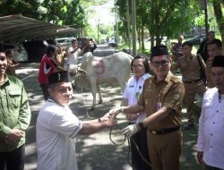 Jelang Idul Adha 1444 Hijriah, Bupati Joune Ganda Serahkan Hewan Qurban Untuk 9 Mesjid di Minut