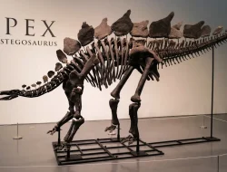 Fosil Stegosaurus Berusia 150 Juta Tahun Dilelang
