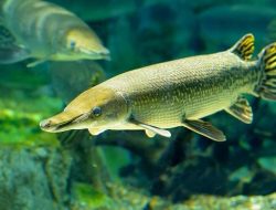 Ini Alasan Kenapa Ikan Aligator Gar Dilarang Dipelihara Maupun Dijualbelikan
